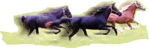 [cavalos.gif]
