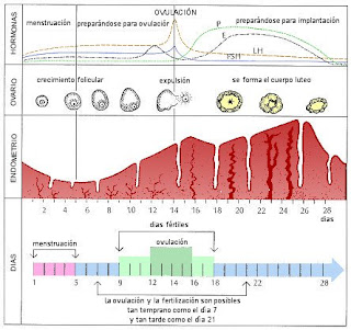 Resumo genetica pos mendel