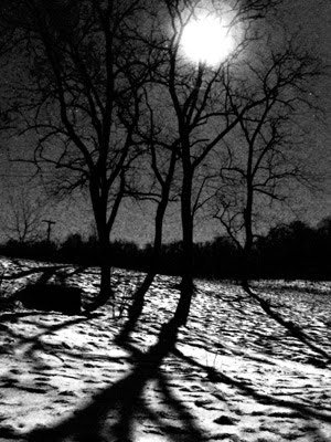 [full_moon_in_walnut_trees_sm.jpg]