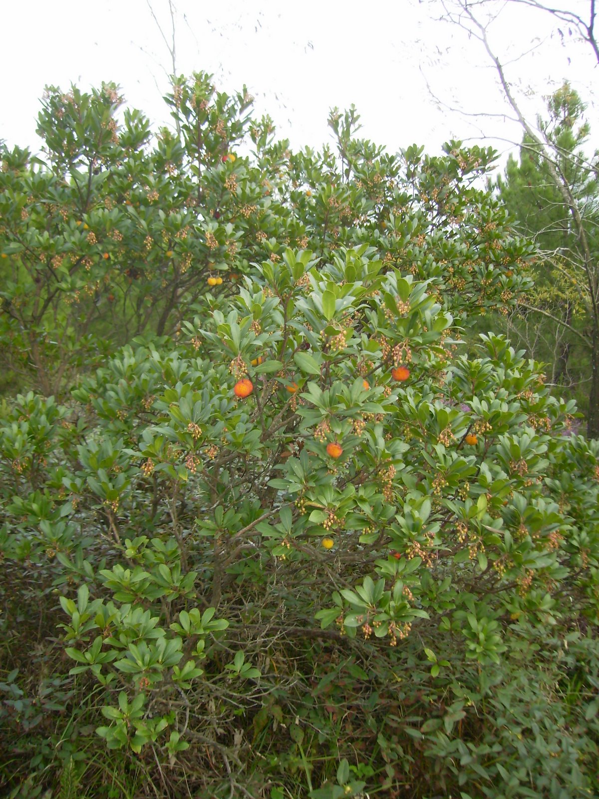[PA160093.JPG]