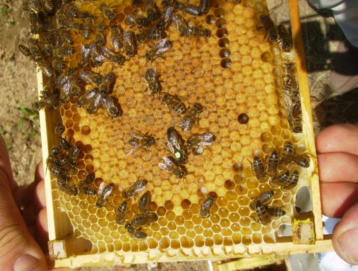 [25temmuz200902.JPG]