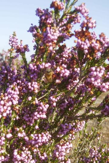 [pÃ¼renderi02.JPG]