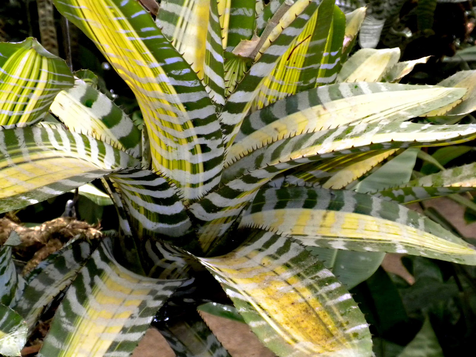 Mad Snapper "Plaid Plant"