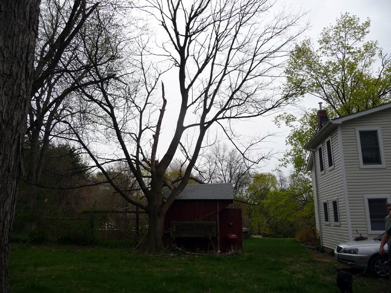 [Tree_before.JPG]