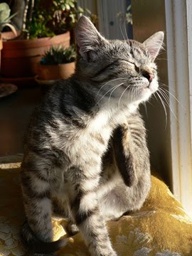 Can Fleas Make Cat Vomit Can Fleas Make Cat Vomit