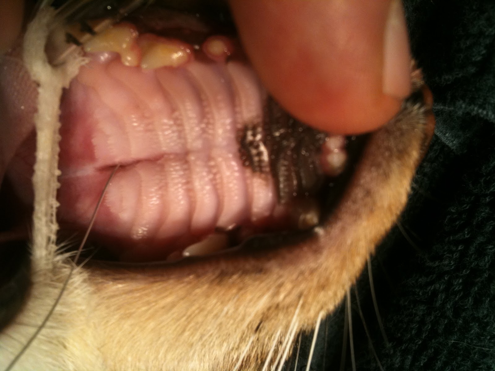 Cat Nasal Cancer