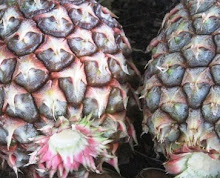 First Pineapples