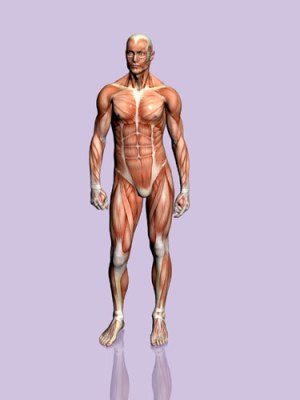 IMAGENES CUERPO HUMANO imagenes cuerpo humano:
