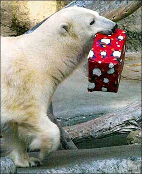 Cute Christmas Polar bear with gift hot gallery