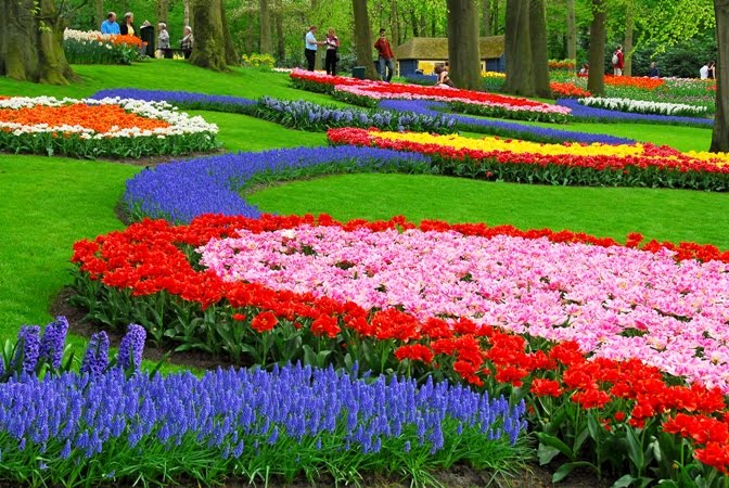 flowers_in_holland