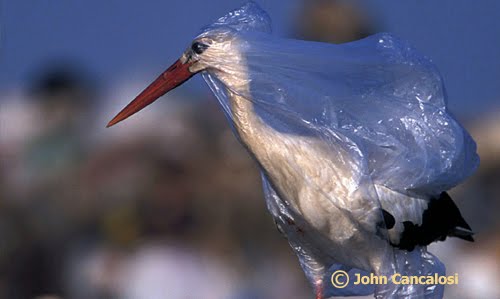 It�s all gravy Effects of Plastic Bags on the Environment