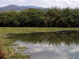 Eliminarán lirio, no polución en el Santiago Verdebandera