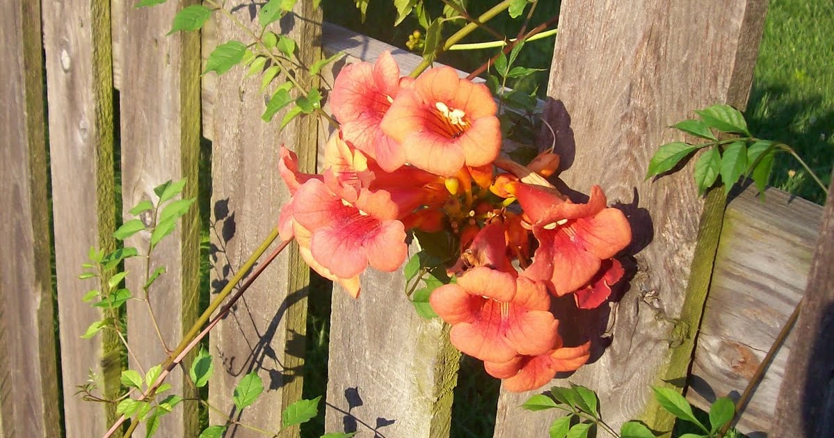This 'n That The Trumpet Vine
