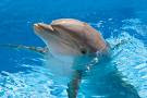Lovely Dolphin