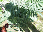 Melianthus Major