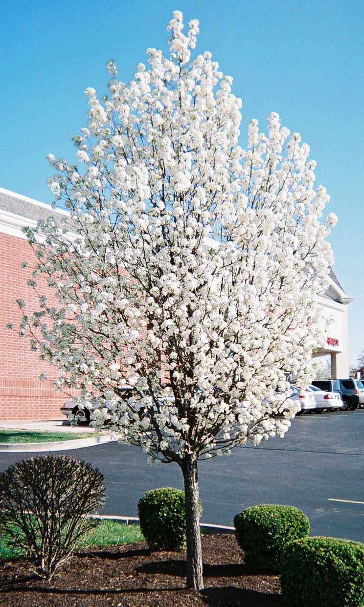 13-Stinky_tree.jpg