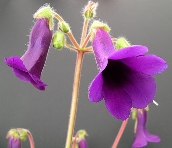 Out2play In The Garden Floral Friday Family Friendly Shrubs