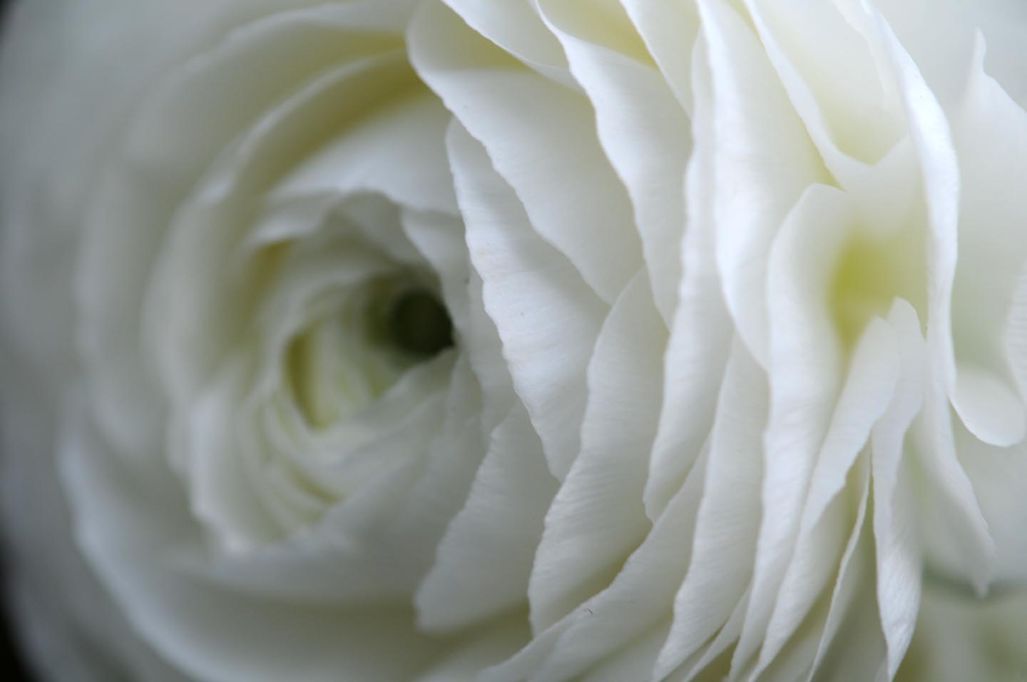 Wedding Flowers Blog Kim S Vintage Wedding Flowers Princess Caroline