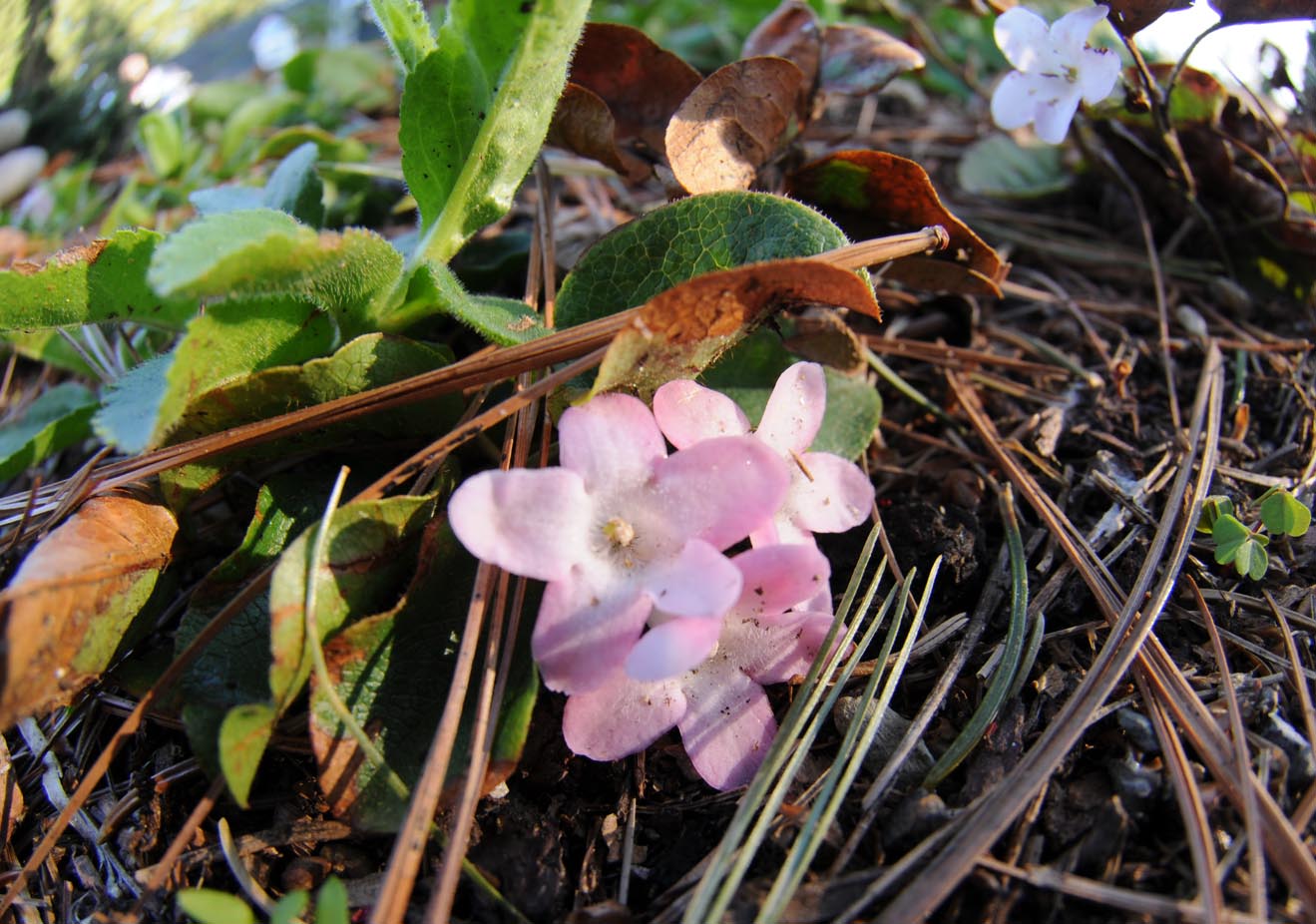 Growing with plants May Flowers in April