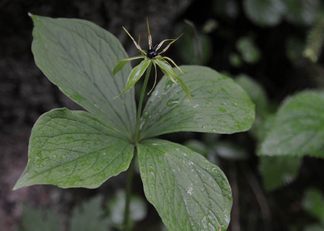 A Gardener In Progress Abelias For Late Fall Interest