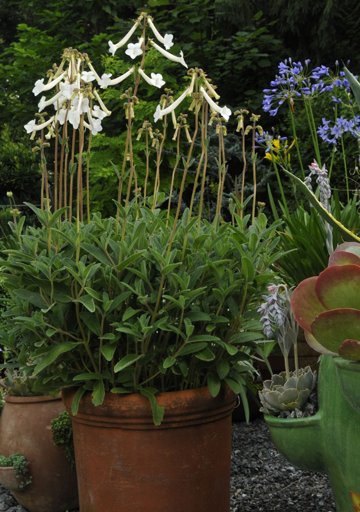 Gardentropics Today S Flowers Mussaenda