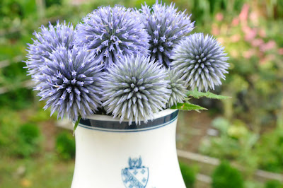 echinops.jpg