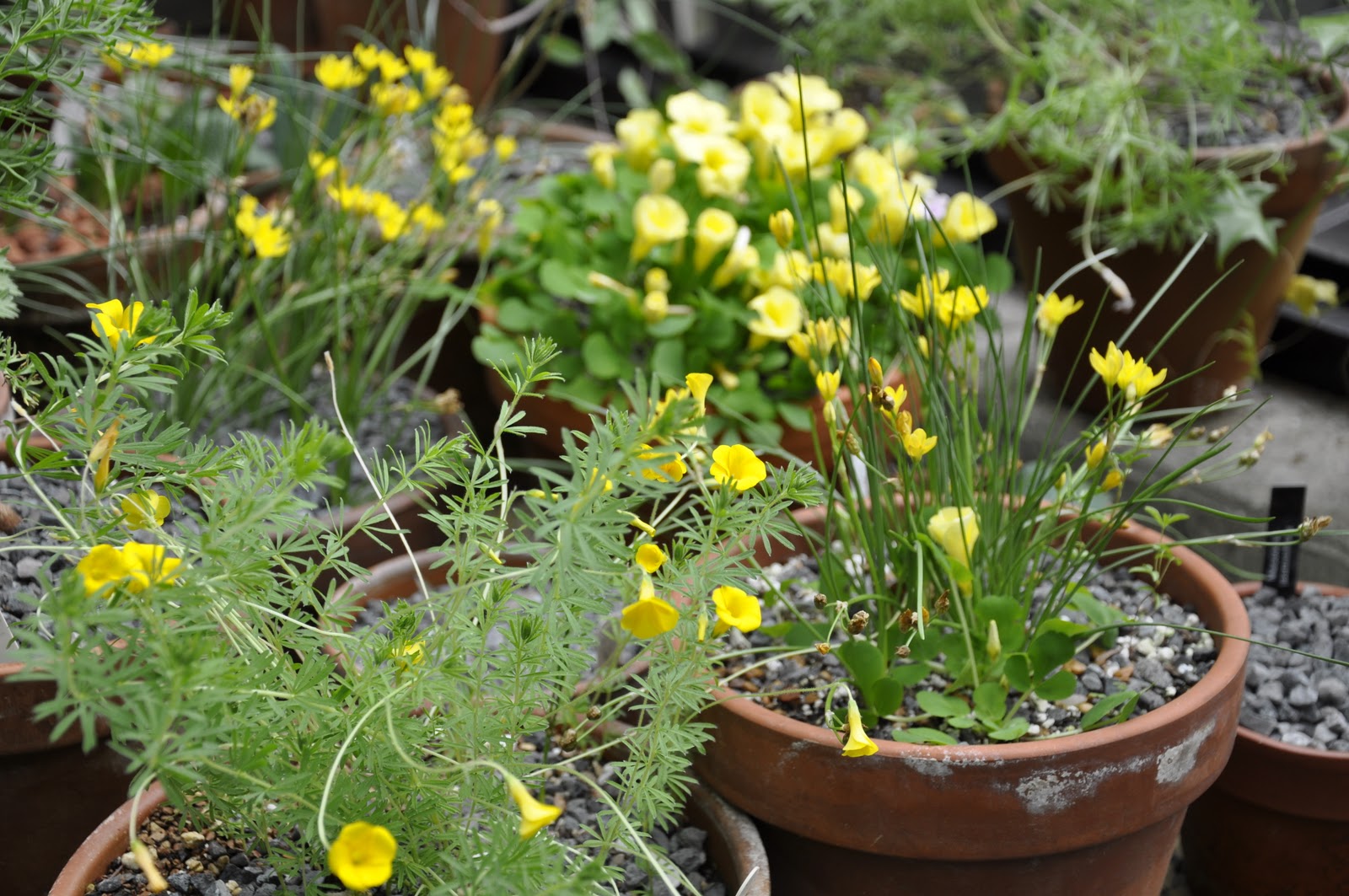 Yellow Buddleia Stock Photos Yellow Buddleia Stock Images Alamy
