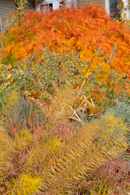 Best Flower S Care Plumeria