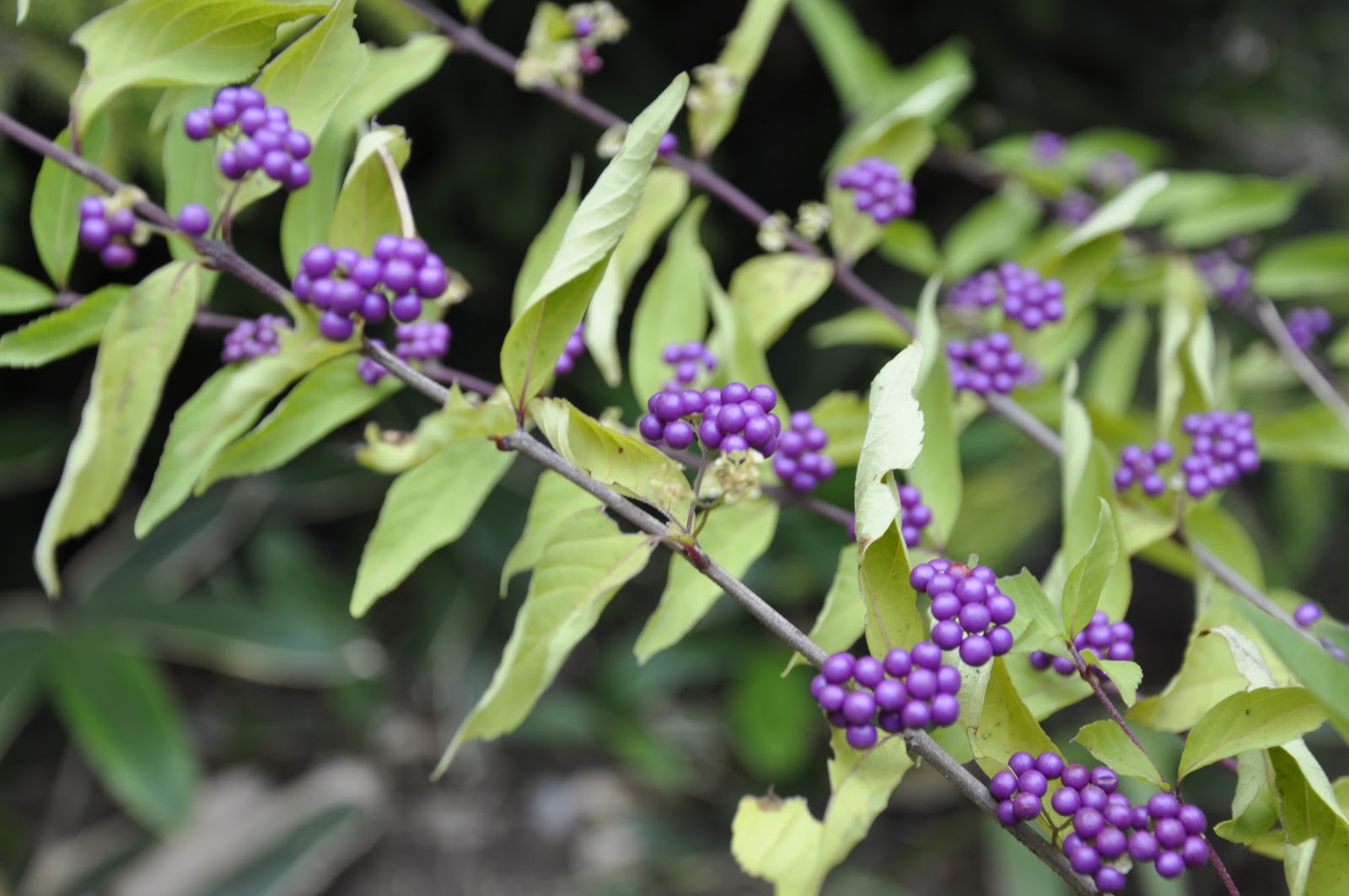 Garden Muses Not Another Toronto Gardening Blog I Need To Get