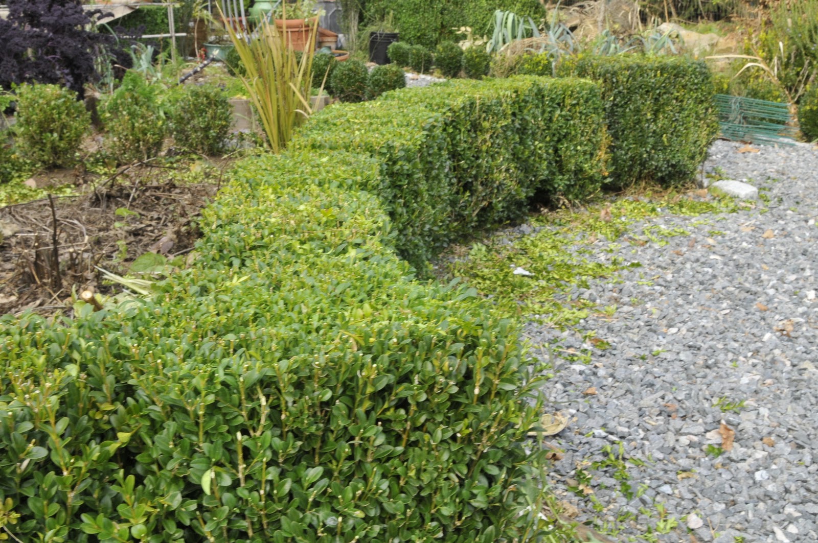 Hill Shepherd Boxwood Shrubs