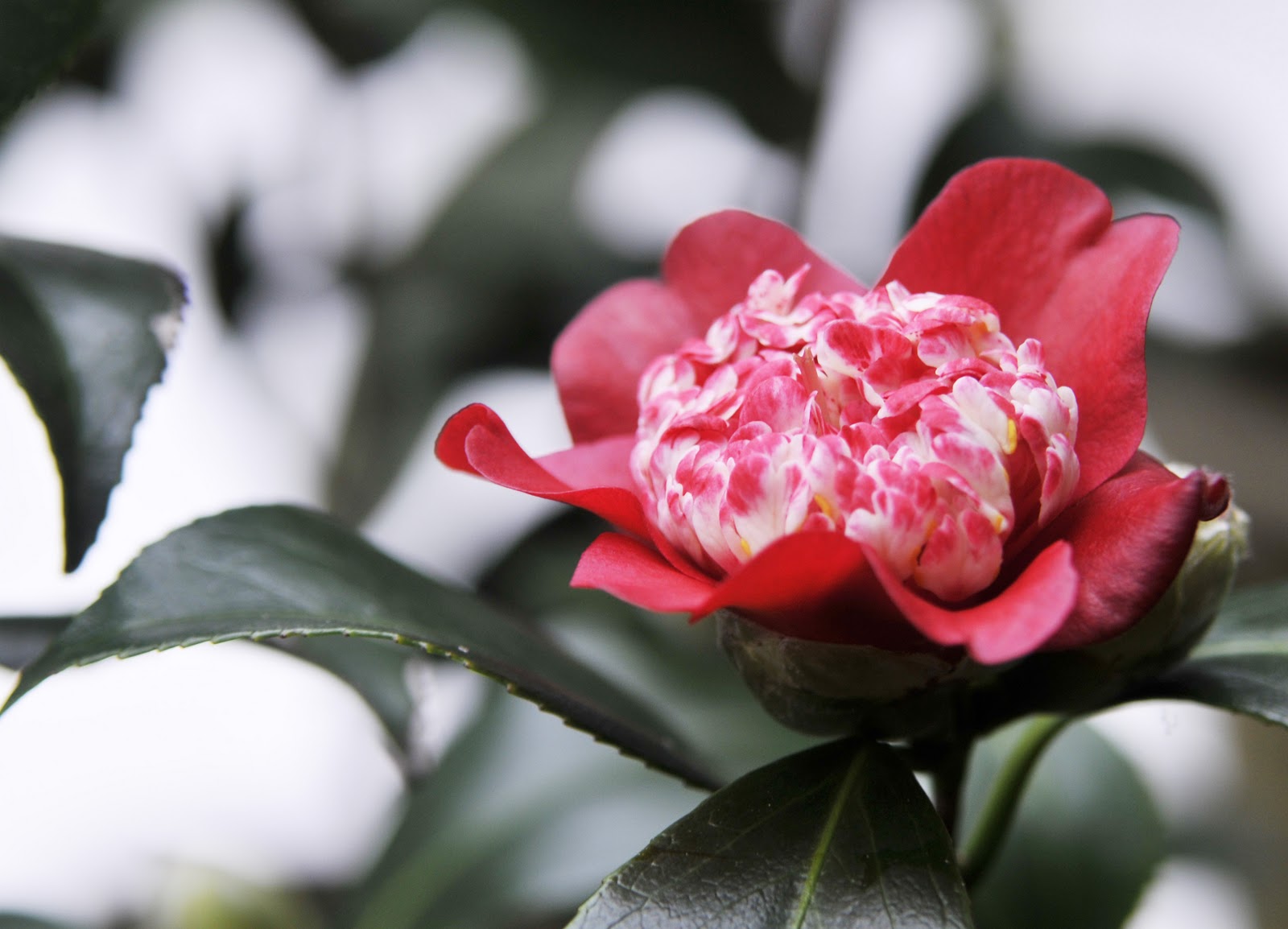 Kamaka Pottery Miniature Camellia