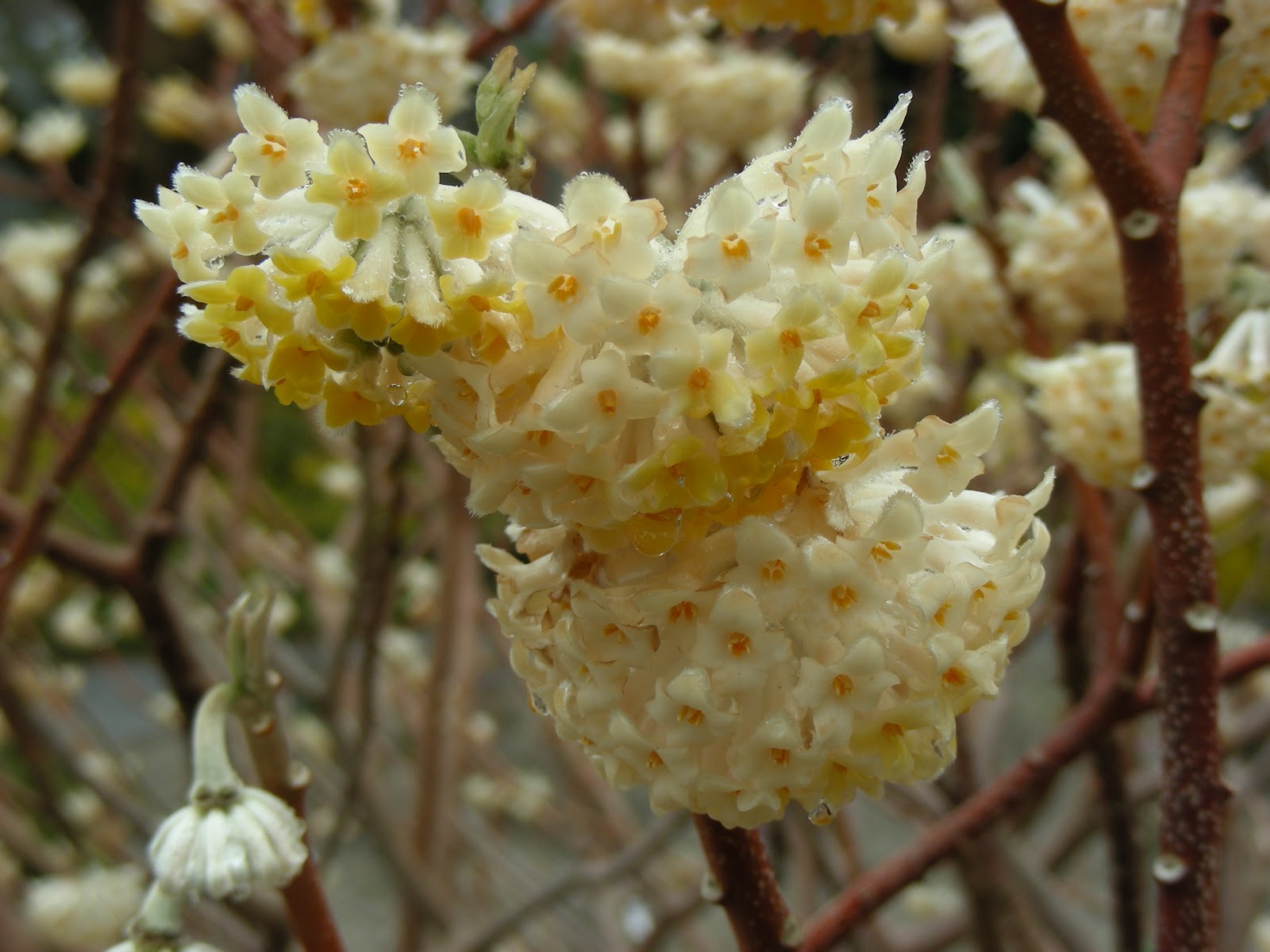 Growing With Plants An Edgeworthia On The Edge It S Worth It