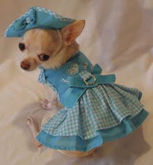 Celebrity Chihuahuas - Clothes Celebrity Chihuahuas - Clothes