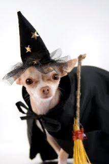 halloween_chihuahua_clothes.jpg