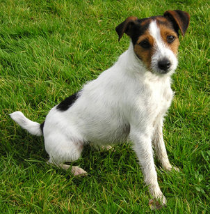 http://2.bp.blogspot.com/_pWHrj-5PS48/TTx0T3jaXxI/AAAAAAAADxE/_pfInsHc7yI/s1600/jack_russel_terrier1.jpg