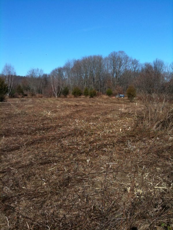 Brush Hog clears the brambles