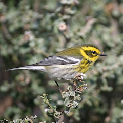 Townsend's Warbler