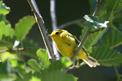 Wilson's Warbler (Wilsonia pusilla chryseola)