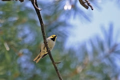 Hermit Warbler (Dendroica occidentalis)