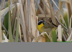 Common Yellowthroat (Geothlypis trichas)