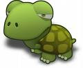 sleepy turtle