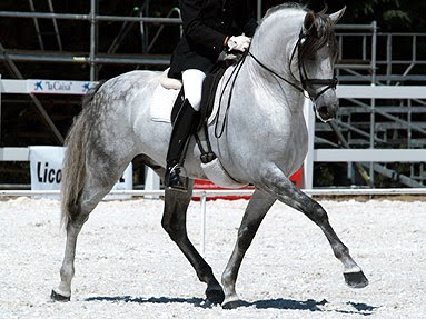 Leslie Reid Dressage