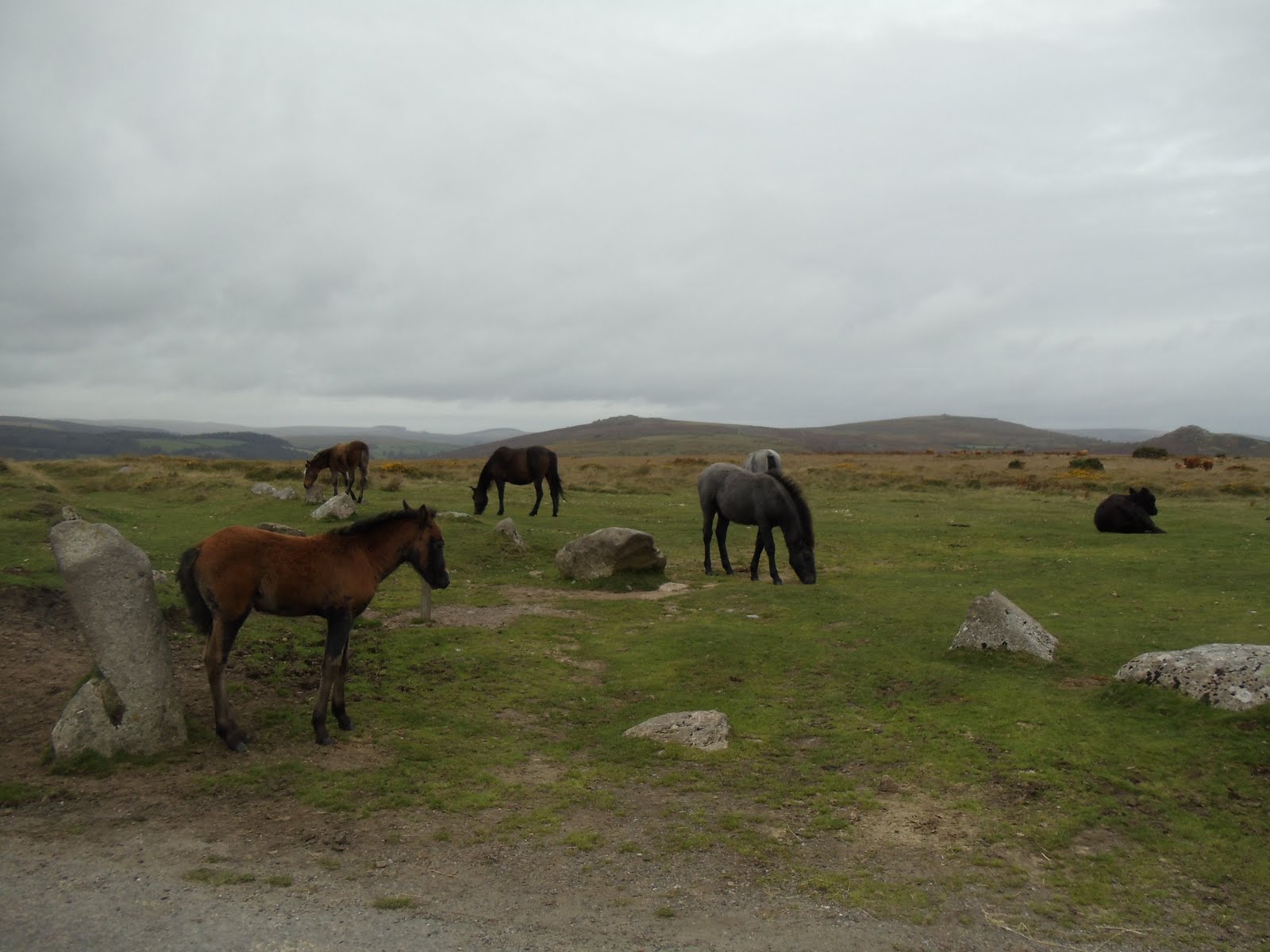 MidWestHorse Blog Dartmoor National Park, Devon, England, Dartmoor