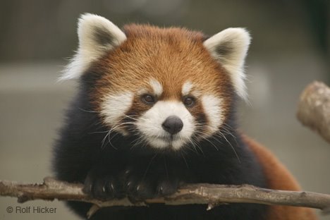 [RedPanda.jpg]