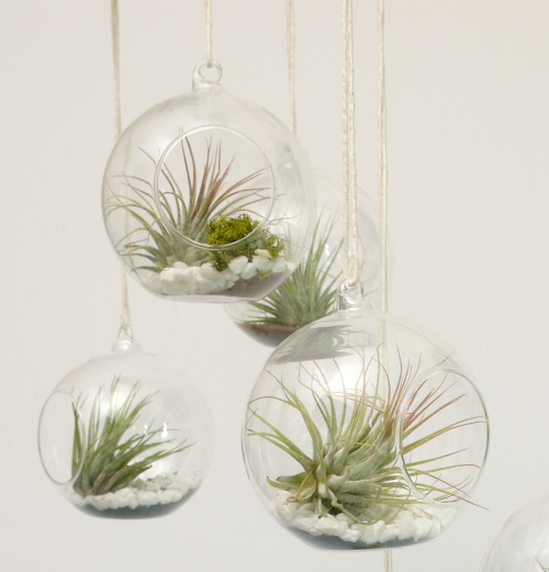 Easily Inspired DIY vase and Air Plants