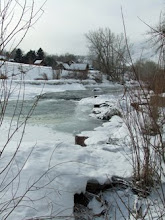 Golden in Winter