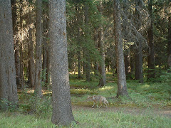 Grey Wolf near Banff Golf Course