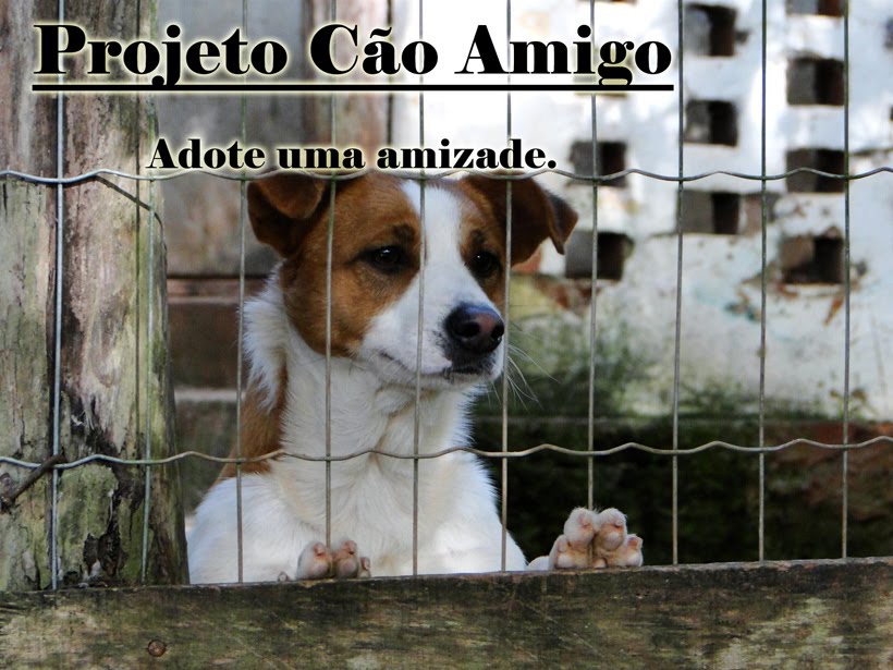 Projeto Cão Amigo