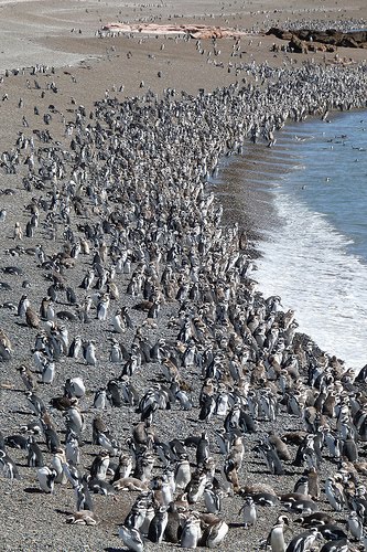 Pinguins em Punta Tombo