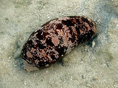 Biggest Sea Cucumber